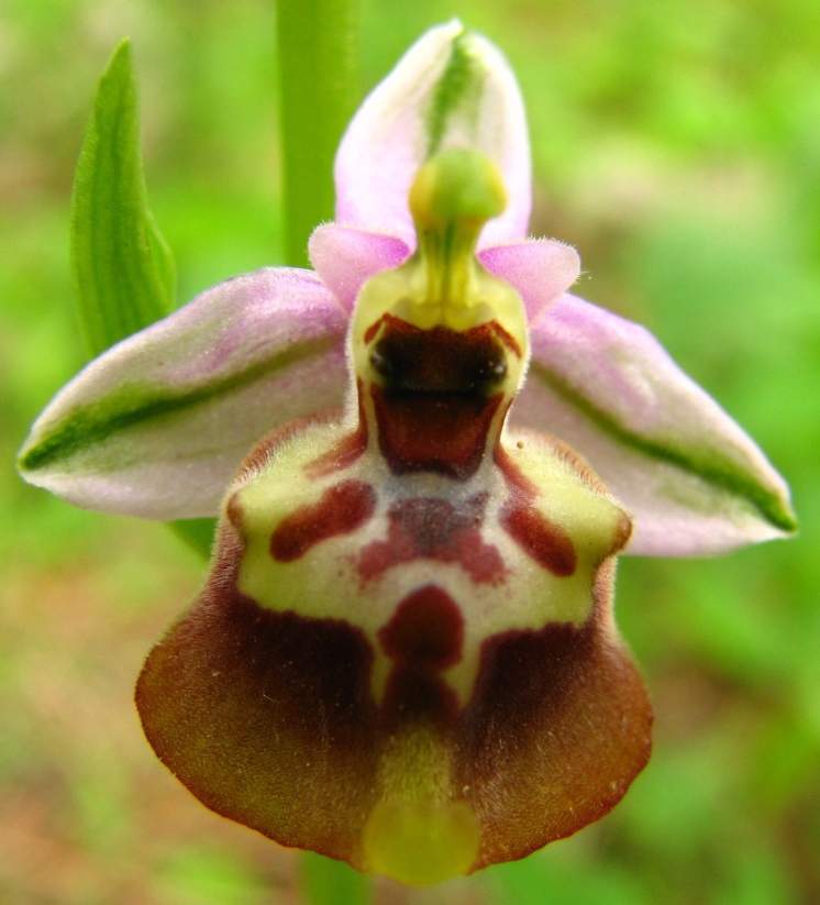 Ophrys Calliantha e Ophrys da determinare